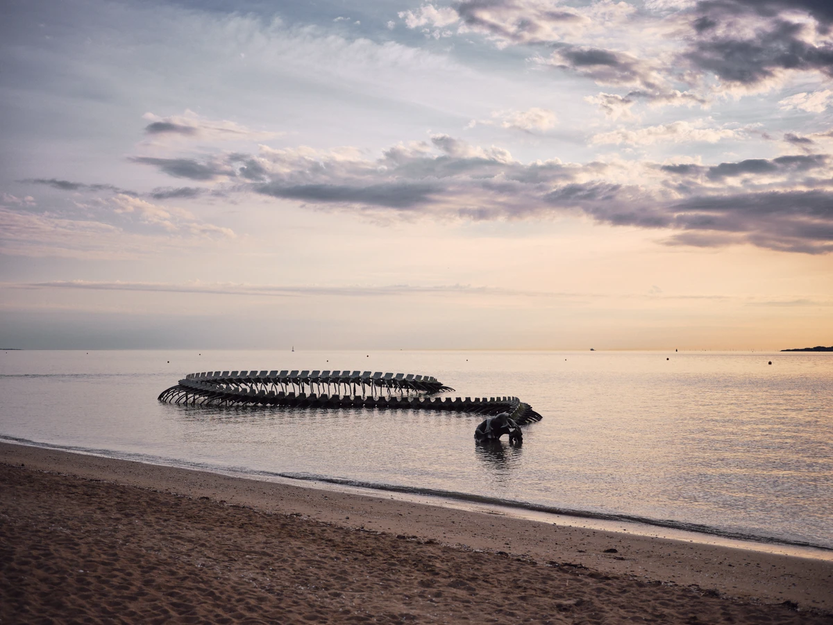Serpent d'océan, en fin de journée sur mer calme