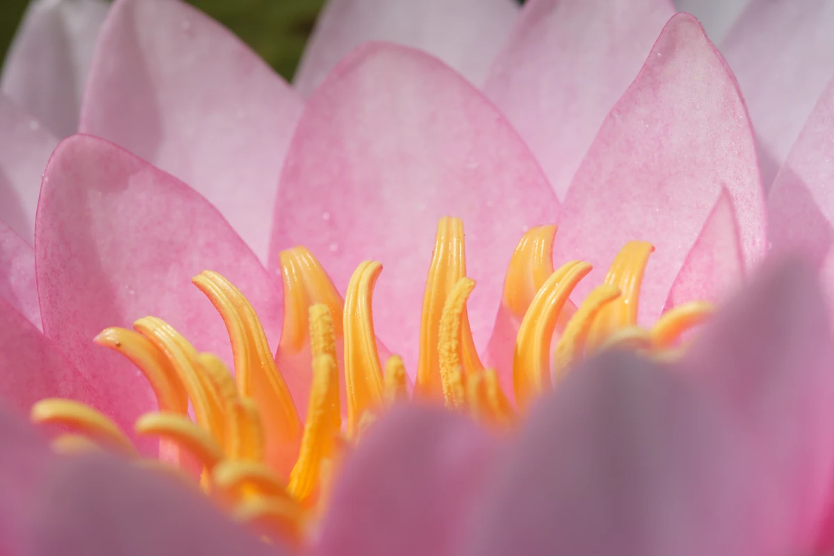 De près — photographie 55