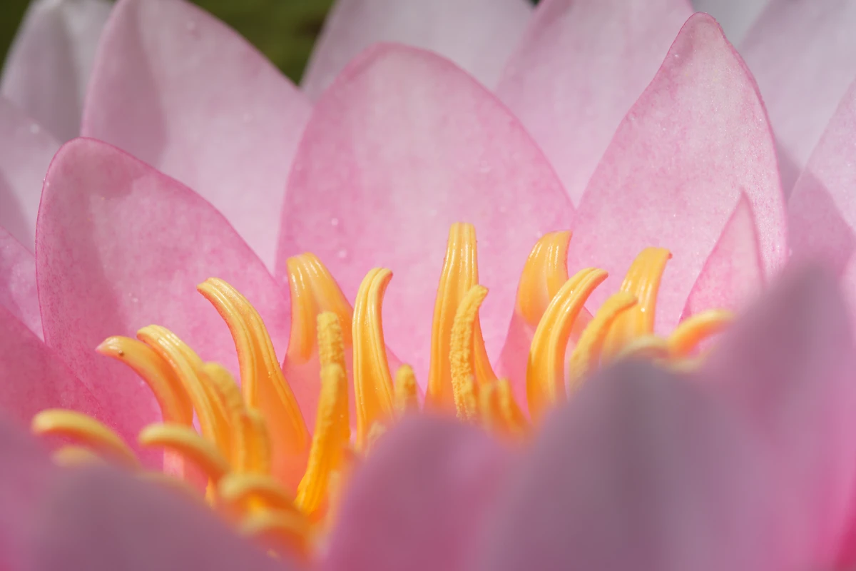 Gros plan sur les étamines jaunes d'une fleur de nénuphar rose aux pétales délicats.