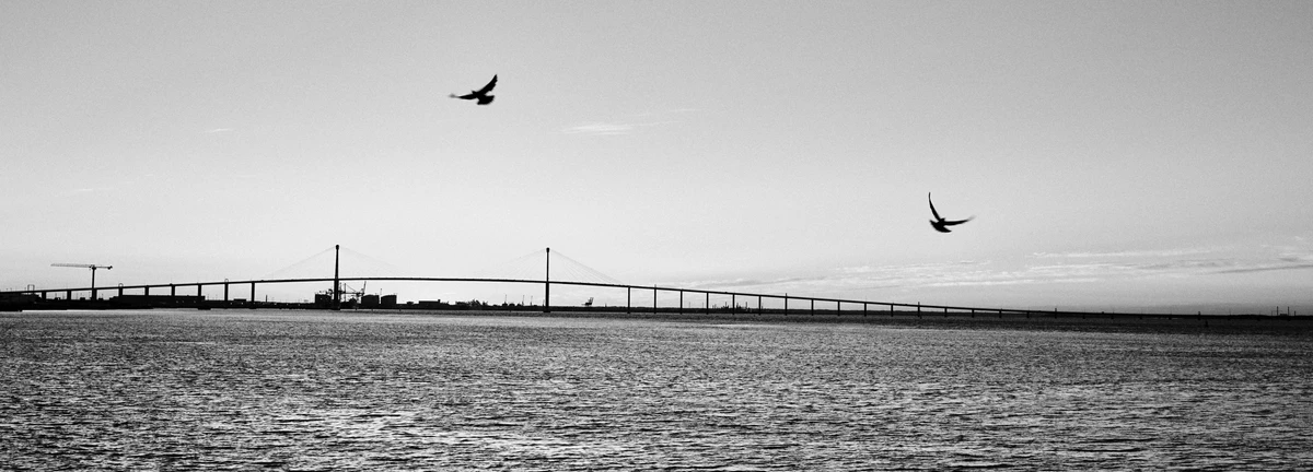 Oiseaux en vol au-dessus d'un plan d'eau, Pont de Saint-Nazaire en arrière-plan.